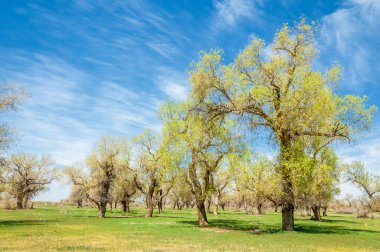  Bahar turanga koruda. diversifolia Schrenk, kavak euphratica, fırat kavak, kavak.