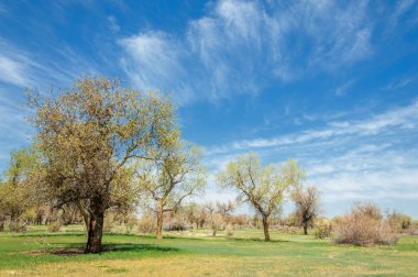  Bahar turanga koruda. diversifolia Schrenk, kavak euphratica, fırat kavak, kavak.