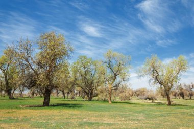  Bahar turanga koruda. diversifolia Schrenk, kavak euphratica, fırat kavak, kavak.