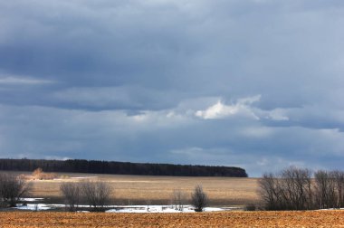 Willow arılar tarafından tozlaşma