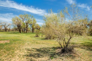  Bahar turanga koruda. diversifolia Schrenk, kavak euphratica, fırat kavak, kavak.