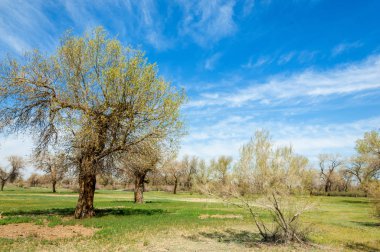  Bahar turanga koruda. diversifolia Schrenk, kavak euphratica, fırat kavak, kavak.