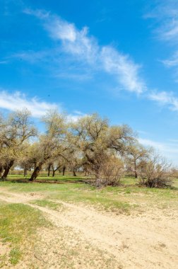  Bahar turanga koruda. diversifolia Schrenk, kavak euphratica, fırat kavak, kavak.