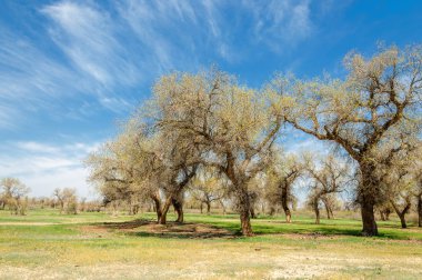  Bahar turanga koruda. diversifolia Schrenk, kavak euphratica, fırat kavak, kavak.
