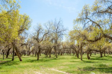 Bahar turanga koruda. diversifolia Schrenk, kavak euphratica, fırat kavak, kavak.