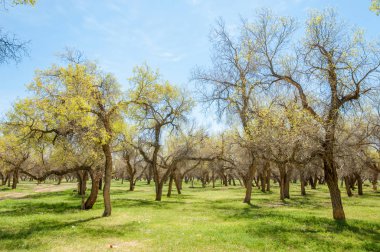  Bahar turanga koruda. diversifolia Schrenk, kavak euphratica, fırat kavak, kavak.