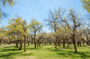  Bahar turanga koruda. diversifolia Schrenk, kavak euphratica, fırat kavak, kavak.