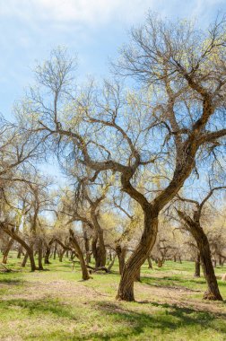  Bahar turanga koruda. diversifolia Schrenk, kavak euphratica, fırat kavak, kavak.