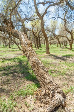  Bahar turanga koruda. diversifolia Schrenk, kavak euphratica, fırat kavak, kavak.