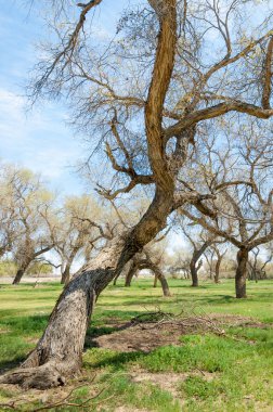  Bahar turanga koruda. diversifolia Schrenk, kavak euphratica, fırat kavak, kavak.