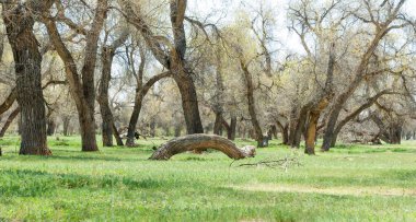  Bahar turanga koruda. diversifolia Schrenk, kavak euphratica, fırat kavak, kavak.