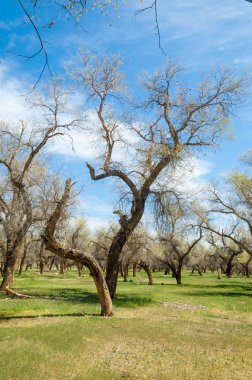  Bahar turanga koruda. diversifolia Schrenk, kavak euphratica, fırat kavak, kavak.