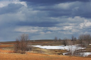 Willow arılar tarafından tozlaşma