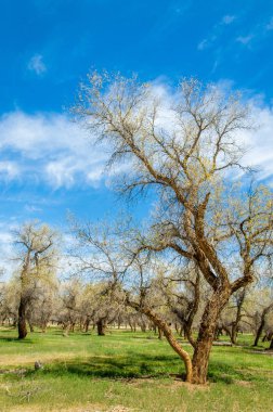  Bahar turanga koruda. diversifolia Schrenk, kavak euphratica, fırat kavak, kavak.
