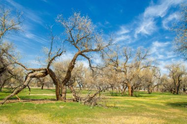  Bahar turanga koruda. diversifolia Schrenk, kavak euphratica, fırat kavak, kavak.