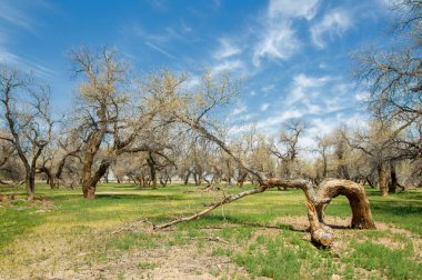  Bahar turanga koruda. diversifolia Schrenk, kavak euphratica, fırat kavak, kavak.