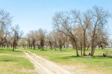  Bahar turanga koruda. diversifolia Schrenk, kavak euphratica, fırat kavak, kavak.