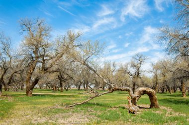  Bahar turanga koruda. diversifolia Schrenk, kavak euphratica, fırat kavak, kavak.