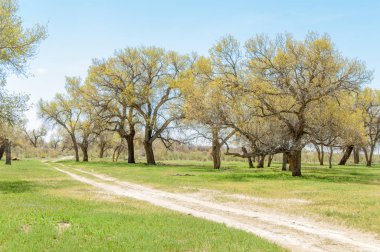  Bahar turanga koruda. diversifolia Schrenk, kavak euphratica, fırat kavak, kavak.