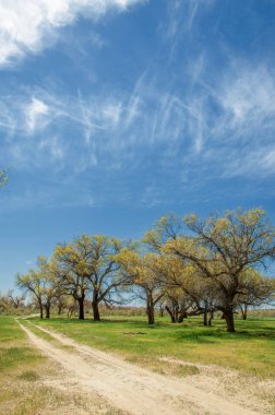  Bahar turanga koruda. diversifolia Schrenk, kavak euphratica, fırat kavak, kavak.