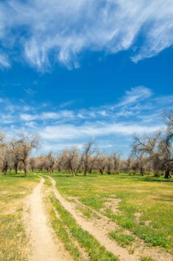  Bahar turanga koruda. diversifolia Schrenk, kavak euphratica, fırat kavak, kavak.