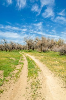  Bahar turanga koruda. diversifolia Schrenk, kavak euphratica, fırat kavak, kavak.