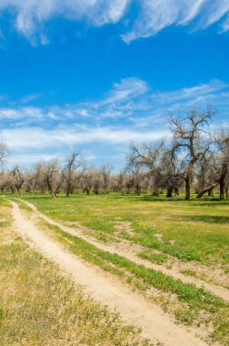  Bahar turanga koruda. diversifolia Schrenk, kavak euphratica, fırat kavak, kavak.