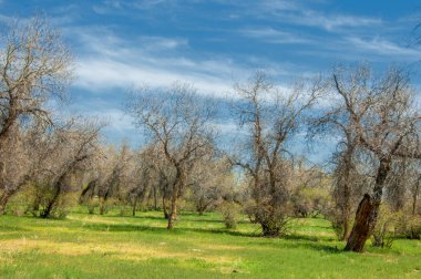  Bahar turanga koruda. diversifolia Schrenk, kavak euphratica, fırat kavak, kavak.