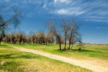  Bahar turanga koruda. diversifolia Schrenk, kavak euphratica, fırat kavak, kavak.