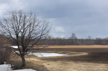 Willow arılar tarafından tozlaşma