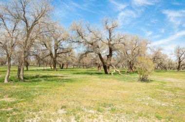  Bahar turanga koruda. diversifolia Schrenk, kavak euphratica, fırat kavak, kavak.