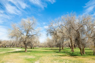  Bahar turanga koruda. diversifolia Schrenk, kavak euphratica, fırat kavak, kavak.