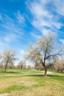  Bahar turanga koruda. diversifolia Schrenk, kavak euphratica, fırat kavak, kavak.