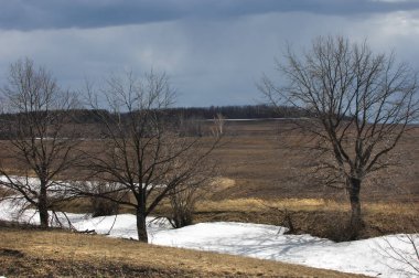 Willow arılar tarafından tozlaşma