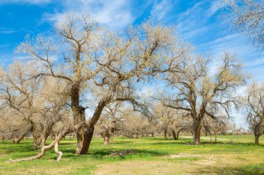  Bahar turanga koruda. diversifolia Schrenk, kavak euphratica, fırat kavak, kavak.