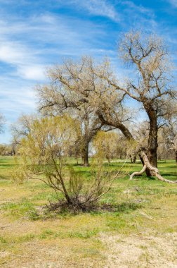  Bahar turanga koruda. diversifolia Schrenk, kavak euphratica, fırat kavak, kavak.