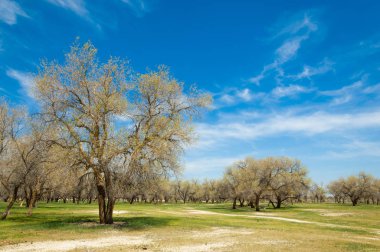  Bahar turanga koruda. diversifolia Schrenk, kavak euphratica, fırat kavak, kavak.