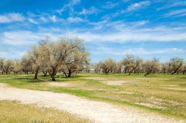  Bahar turanga koruda. diversifolia Schrenk, kavak euphratica, fırat kavak, kavak.
