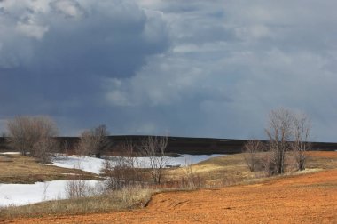 Willow arılar tarafından tozlaşma