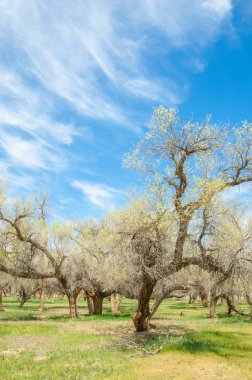  Bahar turanga koruda. diversifolia Schrenk, kavak euphratica, fırat kavak, kavak.