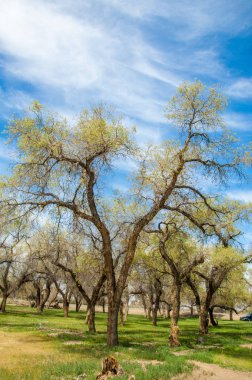  Bahar turanga koruda. diversifolia Schrenk, kavak euphratica, fırat kavak, kavak.