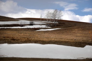 Willow arılar tarafından tozlaşma