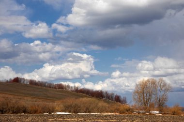 Willow arılar tarafından tozlaşma