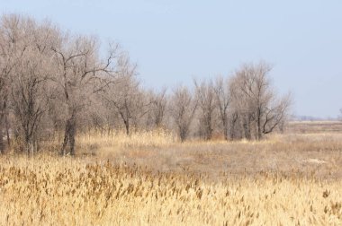 kum bahar bozkır. ağaçlar ve kum mavi gökyüzü arka plan üzerinde. Kazakistan bozkırlarında