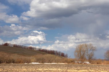 Willow arılar tarafından tozlaşma