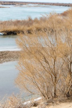 kum. Bahar. su. kar. haloxylon. Orta Asya, sinkiang, haloxylon ammodendron, haloxylon persicum, beyaz saxaul, saxaul serçe, plantae, kapalı tohumlular, fikir, temel fikir, caryophyllales, amaranthaceae, salsoloideae, Kuru, çöl, gökyüzü, bl