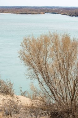 kum. Bahar. su. kar. haloxylon. Orta Asya, sinkiang, haloxylon ammodendron, haloxylon persicum, beyaz saxaul, saxaul serçe, plantae, kapalı tohumlular, fikir, temel fikir, caryophyllales, amaranthaceae, salsoloideae, Kuru, çöl, gökyüzü, bl