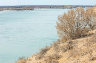 kum. Bahar. su. kar. haloxylon. Orta Asya, sinkiang, haloxylon ammodendron, haloxylon persicum, beyaz saxaul, saxaul serçe, plantae, kapalı tohumlular, fikir, temel fikir, caryophyllales, amaranthaceae, salsoloideae, Kuru, çöl, gökyüzü, bl