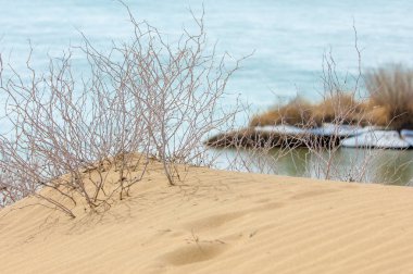 kum. Bahar. su. kar. haloxylon. Orta Asya, sinkiang, haloxylon ammodendron, haloxylon persicum, beyaz saxaul, saxaul serçe, plantae, kapalı tohumlular, fikir, temel fikir, caryophyllales, amaranthaceae, salsoloideae, Kuru, çöl, gökyüzü, bl