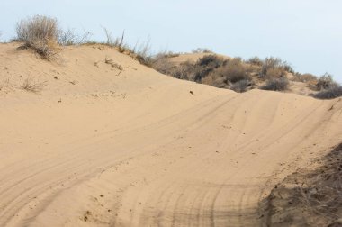 kum bahar bozkır. ağaçlar ve kum mavi gökyüzü arka plan üzerinde. Kazakistan bozkırlarında